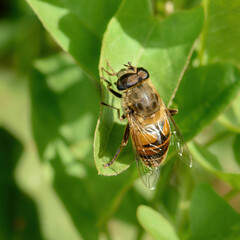 babbler fly sitting on green vegetation close-up, in a natural environment