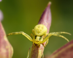 small green spider crab sitting on a flower, close-up in natural environment