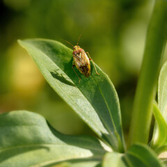 small forest bug sitting on a green leaf, close-up in the natural environment