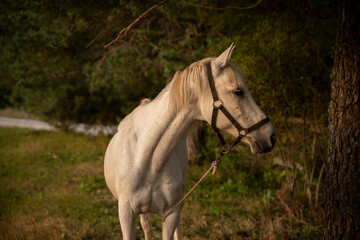 Beautiful white Horse in pasture at sunset