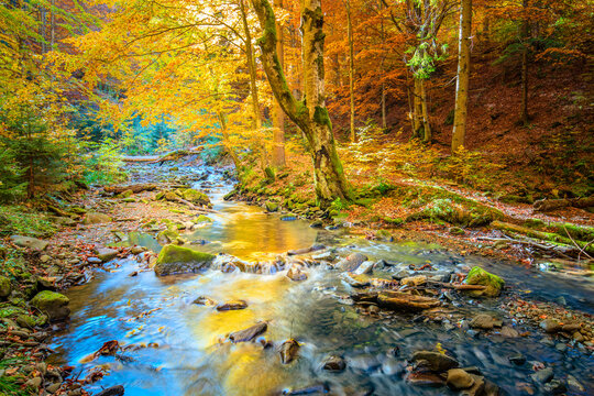 Autumn lanscape in wild forest - vibrantl forest trees and fast river with stones