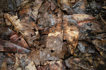 Leaves piled on the ground until dry and decayed, humid environment.