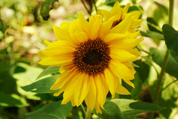 Obraz premium Sunflower flower closeup lit by the sun.