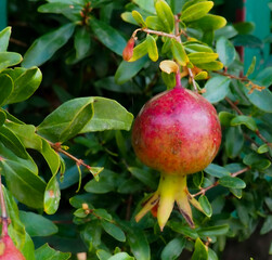 Fresh ripe pomegranate on a branch