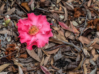 Camellia