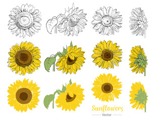 Sunflowers vector set, line art, hand drawn, separate elements, botanical illustration