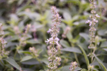 False color ~ Basil is an interspecies hybrid between two species of basil, Ocimum basilicum and O. americanum.