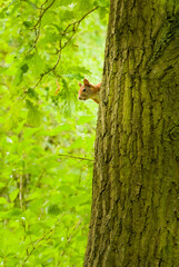 red squirrel peeking from behind a tree stem