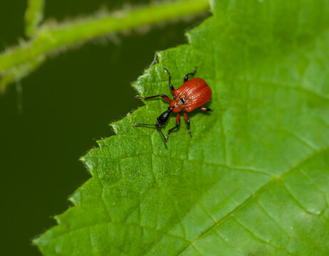 hazel-leaf roller weevil (Apoderus coryli) beetle on a leaf