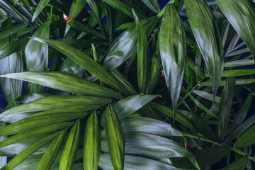 Chamaedorea Elegans Leaves