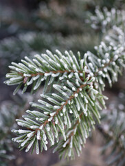 Naklejka na ściany i meble Frost covered spruce needles