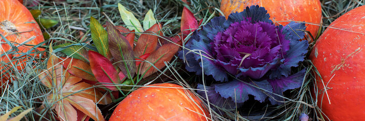Harvest festival, bright orange pumpkins lie on the hay.