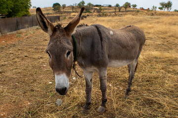 Burro