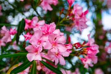Fototapeta na wymiar Pink flowers on blooming nerium or oleander shrubs