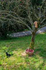 THE RED TOMCAT & THE APPLE HARVEST (ROTER HERBSTKALVILL