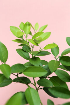 Vibrant Green Lime Tree Leaves Against A Pink Wall