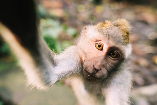 Juvenile long-tailed macaque