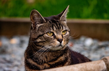 Female Cat looking at something