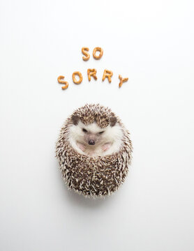 So Sorry feat @ameliahedgehog