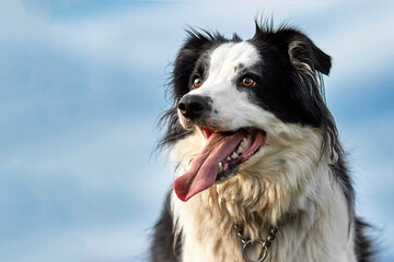 Handsome Border Collie Pure Breed Sheep Dog. Head shot close up against blue sky.