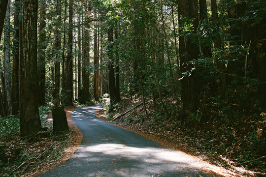Road through the forrest