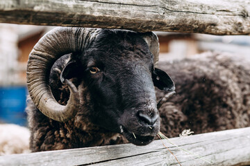 Black ram looks into the camera. The animal eats grass. Farm animal husbandry