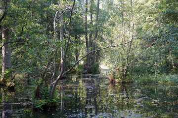 Grüne, sonnige Wasserlandschaft im Wald (Spandauer Forst)