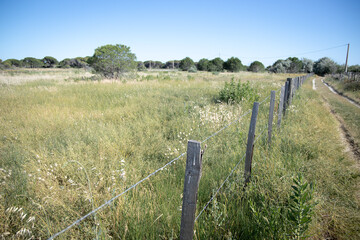 Camargue country meadow horizontal