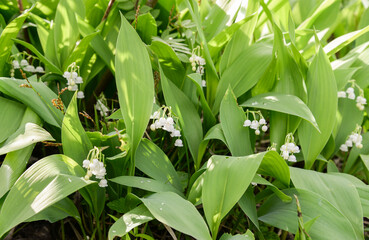 lily of the valley in spring forest