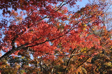 弥彦公園