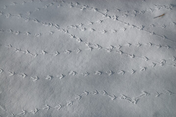 Traces of a bird in the snow in closeup. winter background.