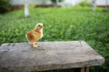 Small yellow chicken on a wooden bench. A wooden bench stands on a green lawn. Space for text.