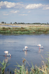 Camargue countryside 3 flamingos