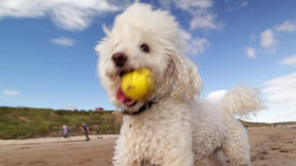 Extreme slow motion close up of dog running on the beach with a yellow ball in his mouth.