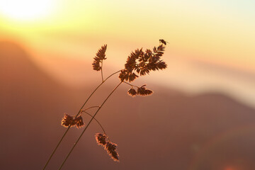Fliege auf Gras im Sonnenuntergang