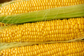 Pile Of Sweet Corn Cobs Close Up. Organic Food Concept. Young Golden Corn Grain Ready For Cooking in Boiled Water or Grill