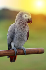 A African grey parrot sits on a perch
