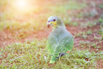 Blue-fronted Amazon parrot on grass and soil