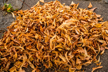 autumnal painted leaves in a heap