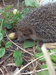 hedgehog in the grass