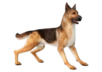 3D Rendering German Shepherd on White