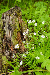 Moss on stump and wild white flowers