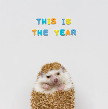This is the year feat. Hedgehog