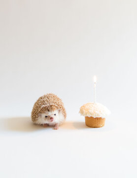 Happy Birthday feat @ameliahedgehog