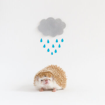 Rain drops, cloud and hedgehog