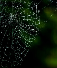 MorningCobweb