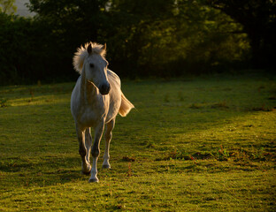 Fototapeta premium Horse trotting