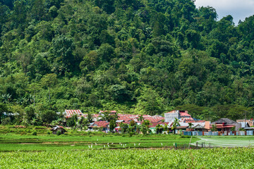 Fototapeta na wymiar Farm Housing or community settlements on the edge of a green hilly forest, on the outskirts of the city. Rice paddy landscape of rural Indonesia.