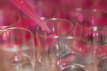 Multipette and multiwell tray, experiment in the microbiology laboratory