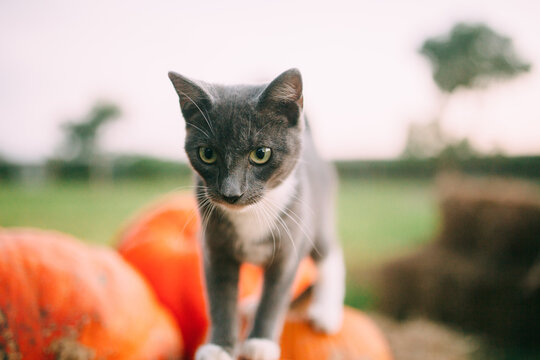 kat walking on pumpkins